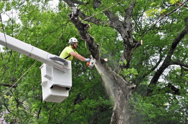 Grand Rapids Tree Trimming